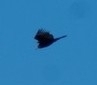 Cathartes aura image