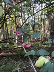 Euonymus atropurpureus