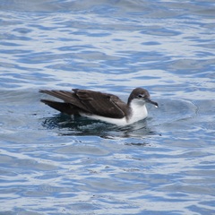 Puffinus subalaris
