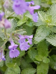 Nepeta racemosa