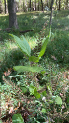 Perilla frutescens