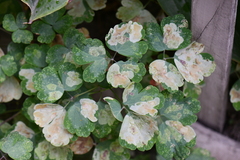 Agromyzidae