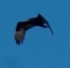 Cathartes aura image