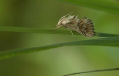Cynaeda dentalis