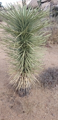Asparagaceae