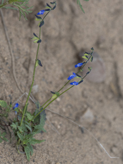 Salvia subincisa