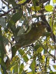 Icterus