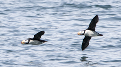 Fratercula corniculata