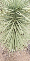 Asparagaceae
