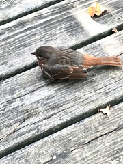 Passerella iliaca iliaca