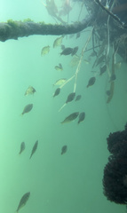 Cymatogaster aggregata