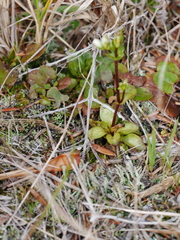 Gentianella chathamica chathamica