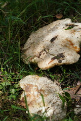 Laetiporus portentosus