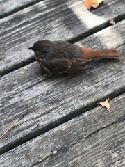 Passerella iliaca iliaca