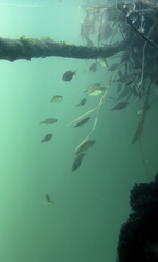 Cymatogaster aggregata