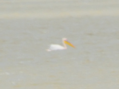 Pelecanus onocrotalus