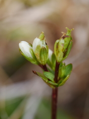 Gentianella chathamica chathamica