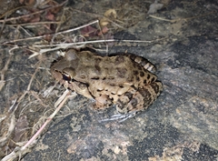 Leptodactylus vastus