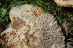 Laetiporus portentosus