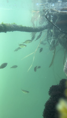 Cymatogaster aggregata