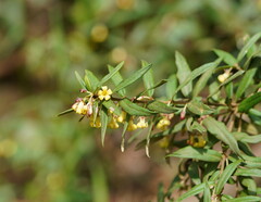 Pittosporum bicolor