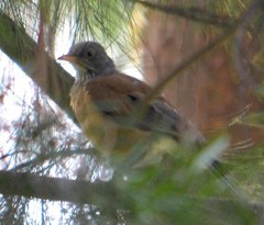 Turdus rufopalliatus
