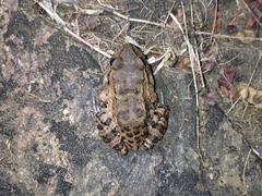 Leptodactylus vastus