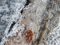 Pheidole pilifera