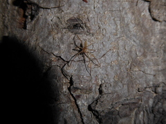 Anyphaena