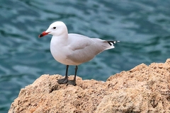 Ichthyaetus audouinii