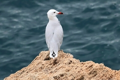 Ichthyaetus audouinii