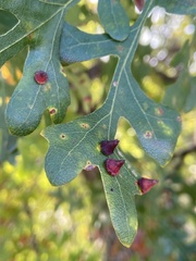 Andricus kingi