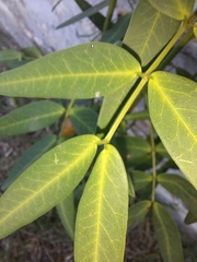Senna corymbosa