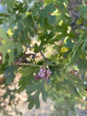 Cynips douglasii
