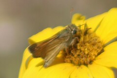 Atalopedes campestris