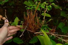 Calyptospora columnaris