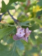 Cynips douglasii