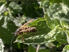 Vespula