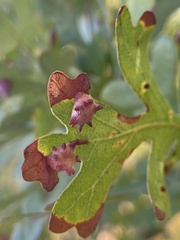 Cynips douglasii