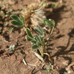Lupinus texensis