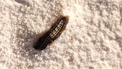 Lasius xerophilus
