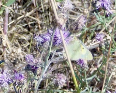 Colias philodice