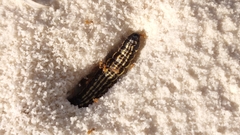 Lasius xerophilus