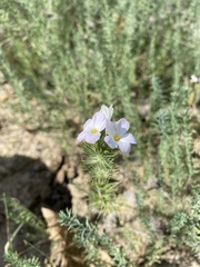 Leptosiphon grandiflorus