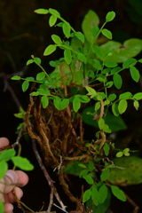 Calyptospora columnaris