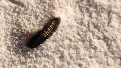 Lasius xerophilus