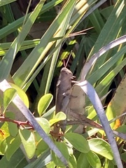 Schistocerca rubiginosa