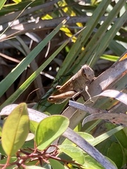 Schistocerca rubiginosa