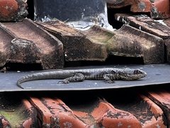 Tropidurus torquatus
