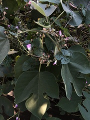 Ipomoea hederacea